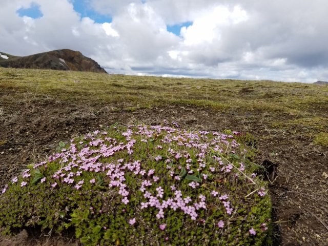 7-2-17 Iceland Laugavegur TRL04 alpine flowers 